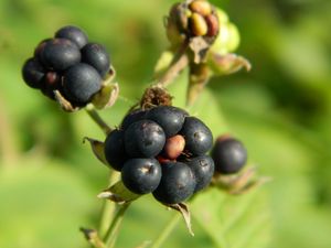 Preview wallpaper berries, grass, ripe