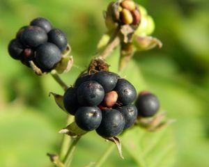 Preview wallpaper berries, grass, ripe