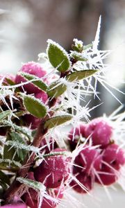 Preview wallpaper berries, hoarfrost, winter, frost