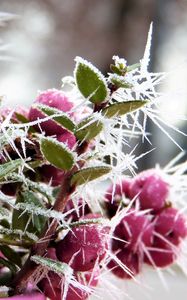 Preview wallpaper berries, hoarfrost, winter, frost