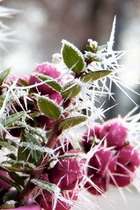 Preview wallpaper berries, hoarfrost, winter, frost