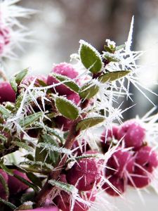 Preview wallpaper berries, hoarfrost, winter, frost