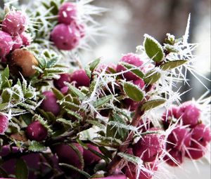 Preview wallpaper berries, hoarfrost, winter, frost