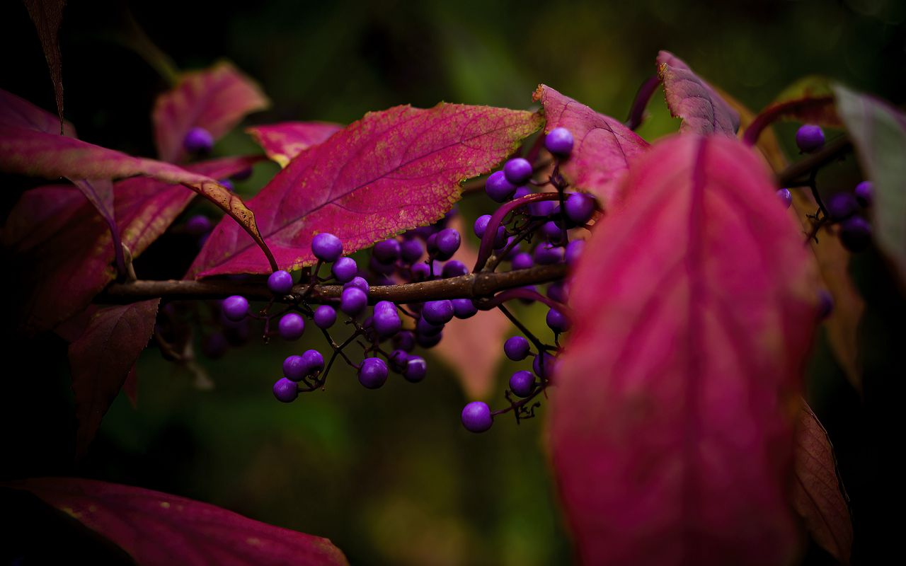 1280x800 Wallpaper berries, leaves, branch, autumn