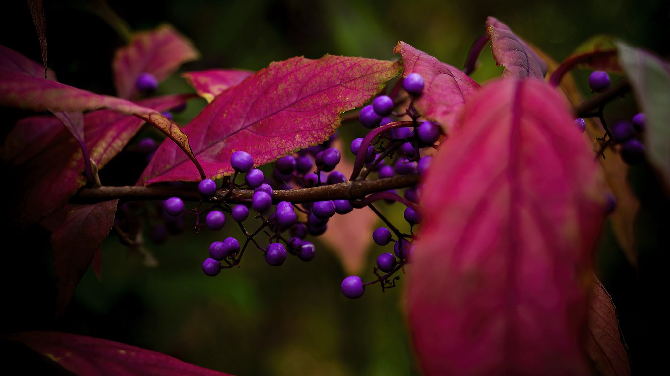 1366x768 Wallpaper berries, leaves, branch, autumn