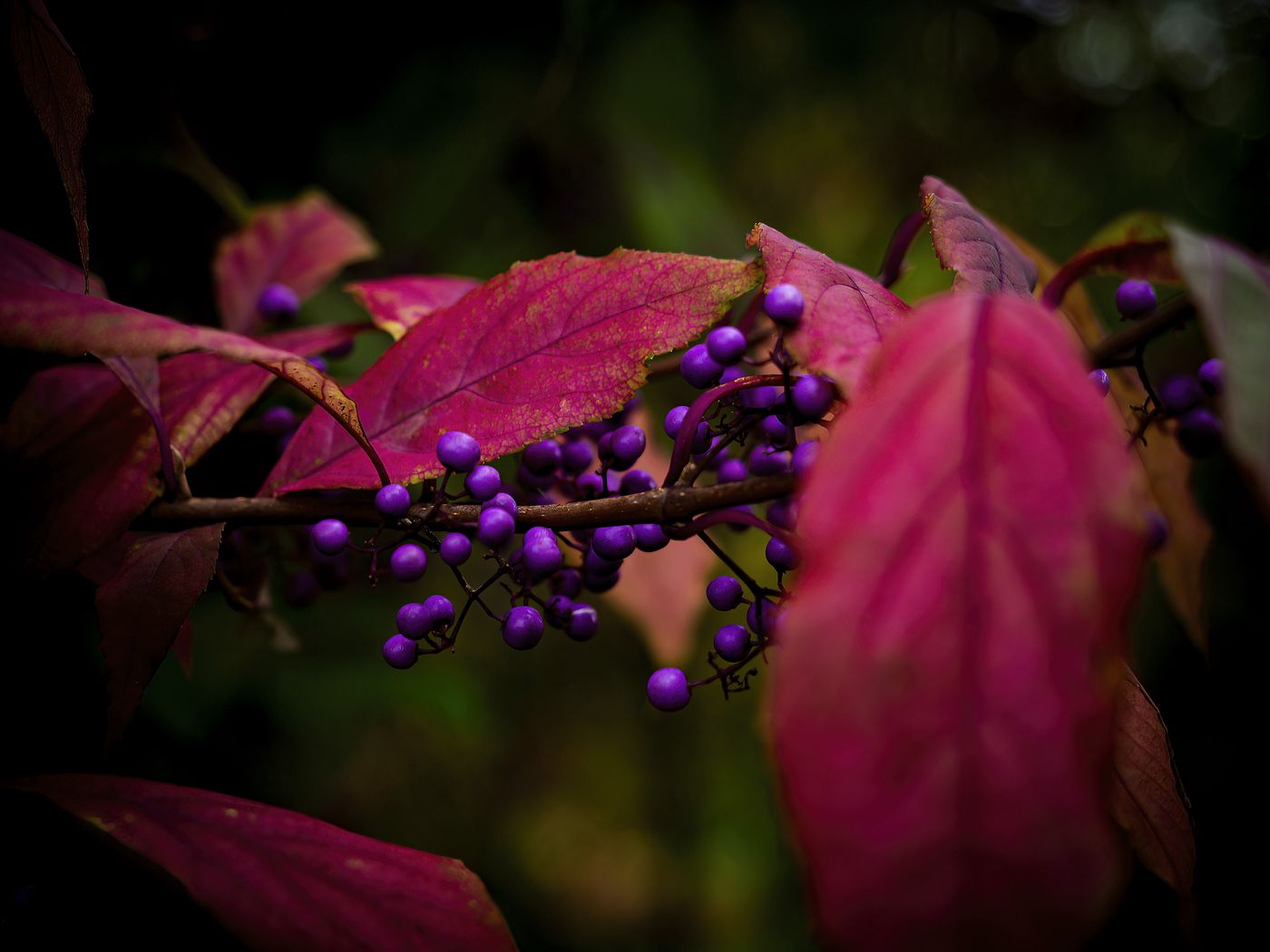 1400x1050 Wallpaper berries, leaves, branch, autumn
