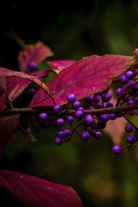 Preview wallpaper berries, leaves, branch, autumn