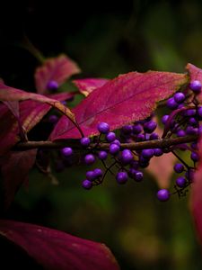 Preview wallpaper berries, leaves, branch, autumn