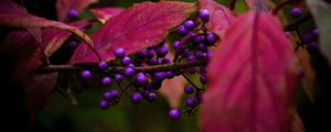 Preview wallpaper berries, leaves, branch, autumn