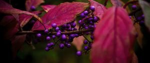 Preview wallpaper berries, leaves, branch, autumn