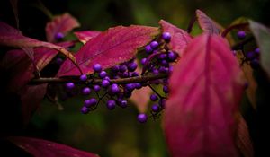 Preview wallpaper berries, leaves, branch, autumn