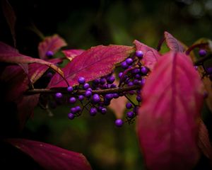 Preview wallpaper berries, leaves, branch, autumn