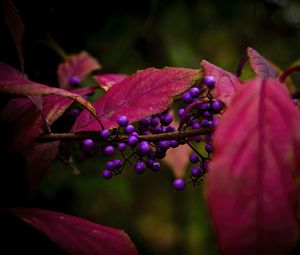 Preview wallpaper berries, leaves, branch, autumn