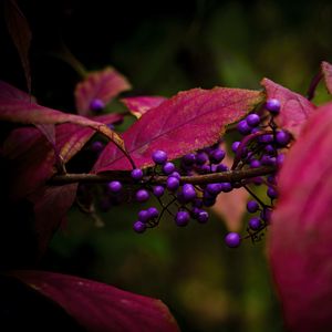 Preview wallpaper berries, leaves, branch, autumn