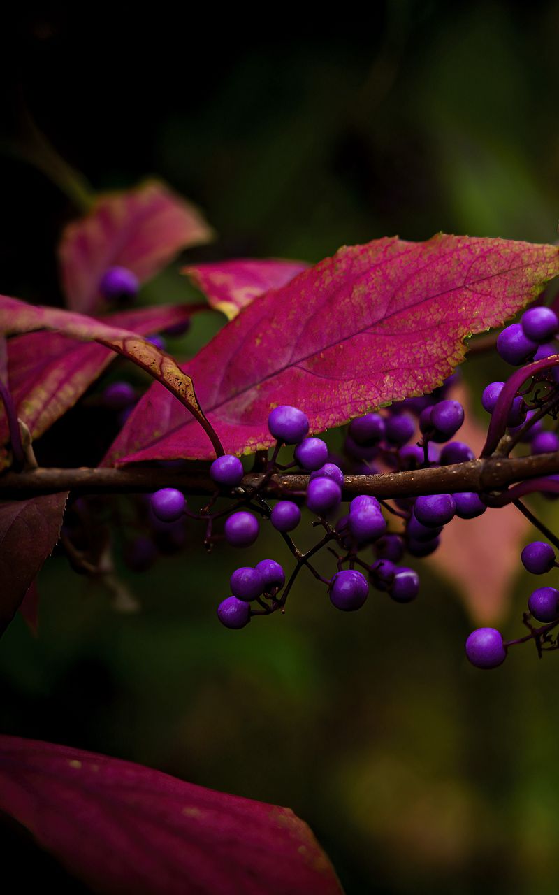 800x1280 Wallpaper berries, leaves, branch, autumn