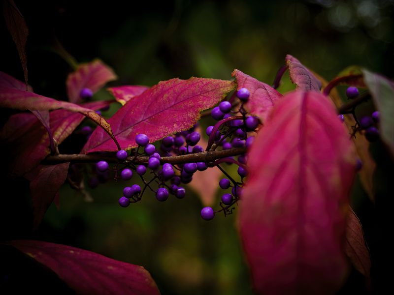 800x600 Wallpaper berries, leaves, branch, autumn