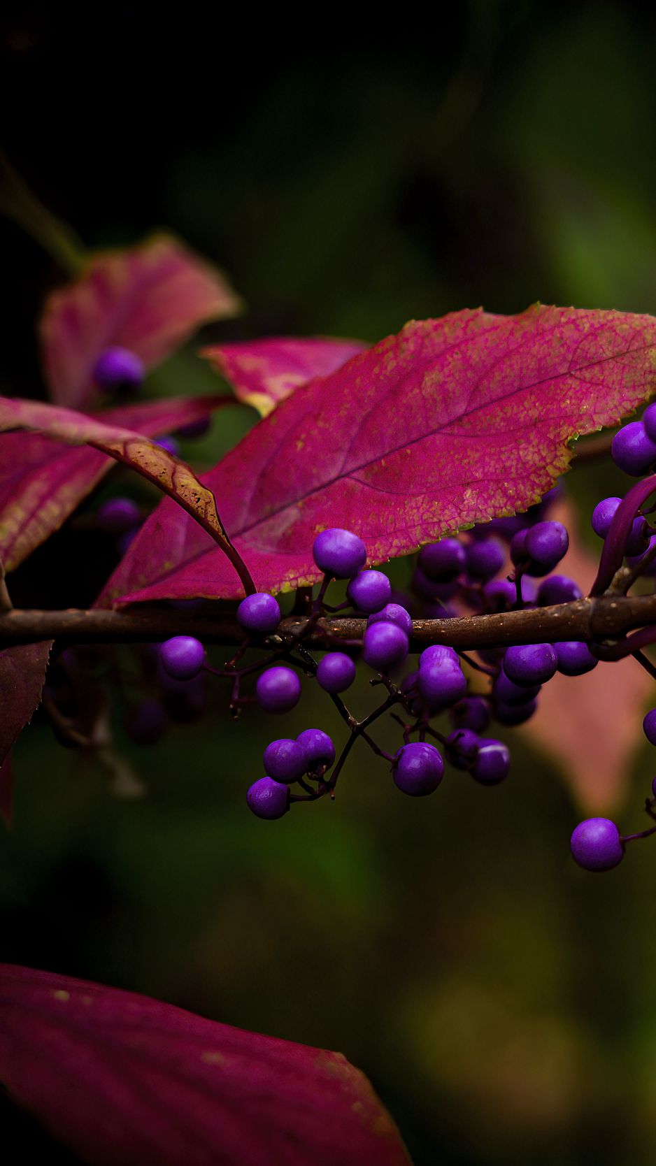 938x1668 Wallpaper berries, leaves, branch, autumn