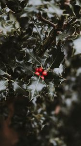 Preview wallpaper berries, leaves, branch, blur, red, green