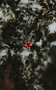 Preview wallpaper berries, leaves, branch, blur, red, green