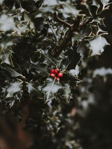 Preview wallpaper berries, leaves, branch, blur, red, green