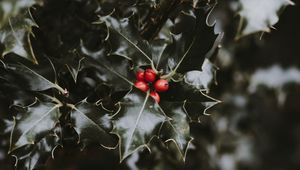 Preview wallpaper berries, leaves, branch, blur, red, green