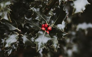 Preview wallpaper berries, leaves, branch, blur, red, green