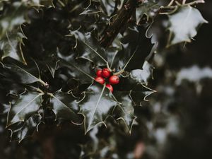 Preview wallpaper berries, leaves, branch, blur, red, green