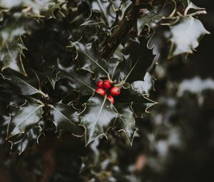 Preview wallpaper berries, leaves, branch, blur, red, green