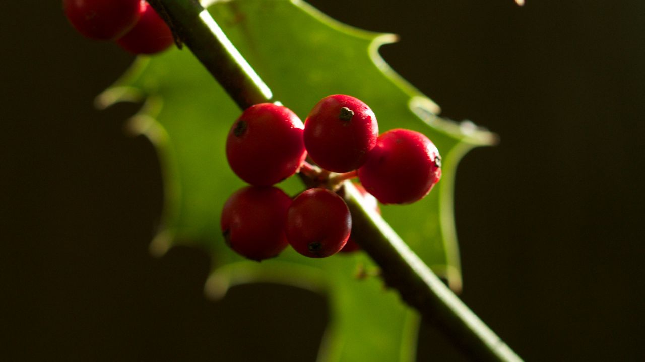 Wallpaper berries, leaves, branch, macro hd, picture, image