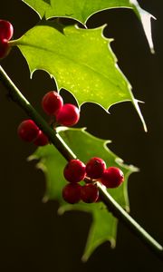 Preview wallpaper berries, leaves, branch, macro