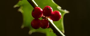 Preview wallpaper berries, leaves, branch, macro