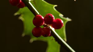 Preview wallpaper berries, leaves, branch, macro