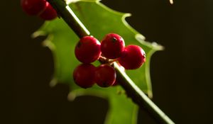 Preview wallpaper berries, leaves, branch, macro