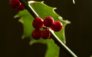 Preview wallpaper berries, leaves, branch, macro