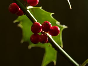 Preview wallpaper berries, leaves, branch, macro