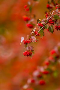 Preview wallpaper berries, leaves, branch, macro, blur, red