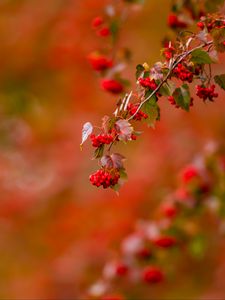 Preview wallpaper berries, leaves, branch, macro, blur, red