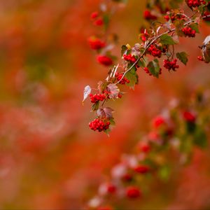 Preview wallpaper berries, leaves, branch, macro, blur, red