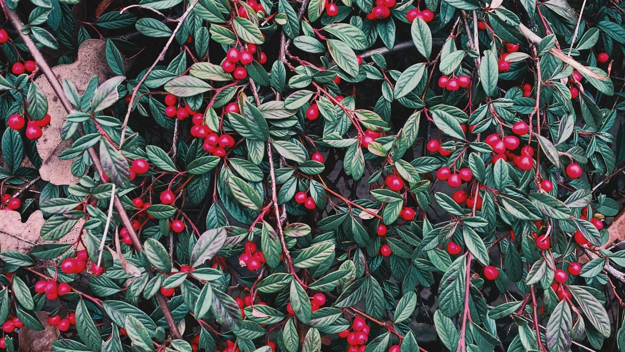 Wallpaper berries, leaves, branches, plant