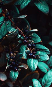 Preview wallpaper berries, leaves, branches, macro, plant