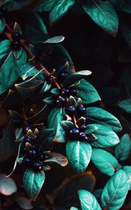 Preview wallpaper berries, leaves, branches, macro, plant