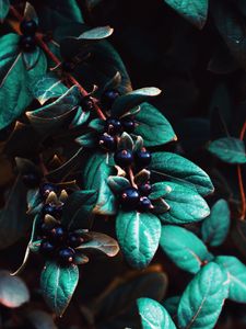 Preview wallpaper berries, leaves, branches, macro, plant
