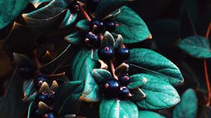 Preview wallpaper berries, leaves, branches, macro, plant