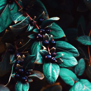 Preview wallpaper berries, leaves, branches, macro, plant