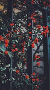 Preview wallpaper berries, leaves, branches, red