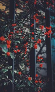 Preview wallpaper berries, leaves, branches, red