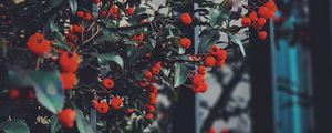 Preview wallpaper berries, leaves, branches, red