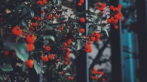 Preview wallpaper berries, leaves, branches, red