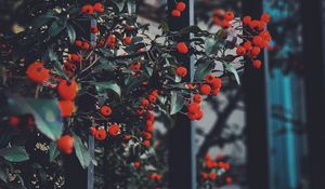 Preview wallpaper berries, leaves, branches, red