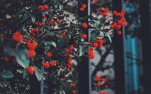 Preview wallpaper berries, leaves, branches, red